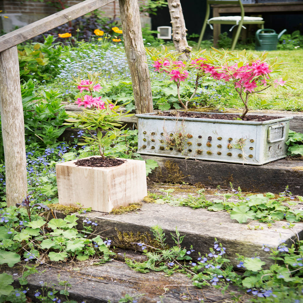 Frühlingsgarten pflanzenfreude.de rustikaler garten | homify