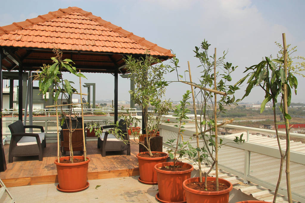 Fruit trees in terrace homify