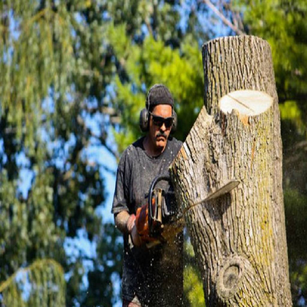 Tigard tree service homify