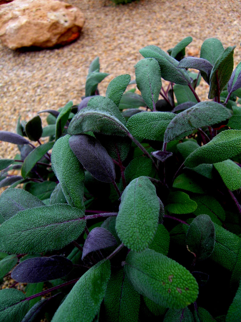 Ametlla de Mar, Simbiosi Estudi Simbiosi Estudi Jardins mediterrâneos Plantas e flores