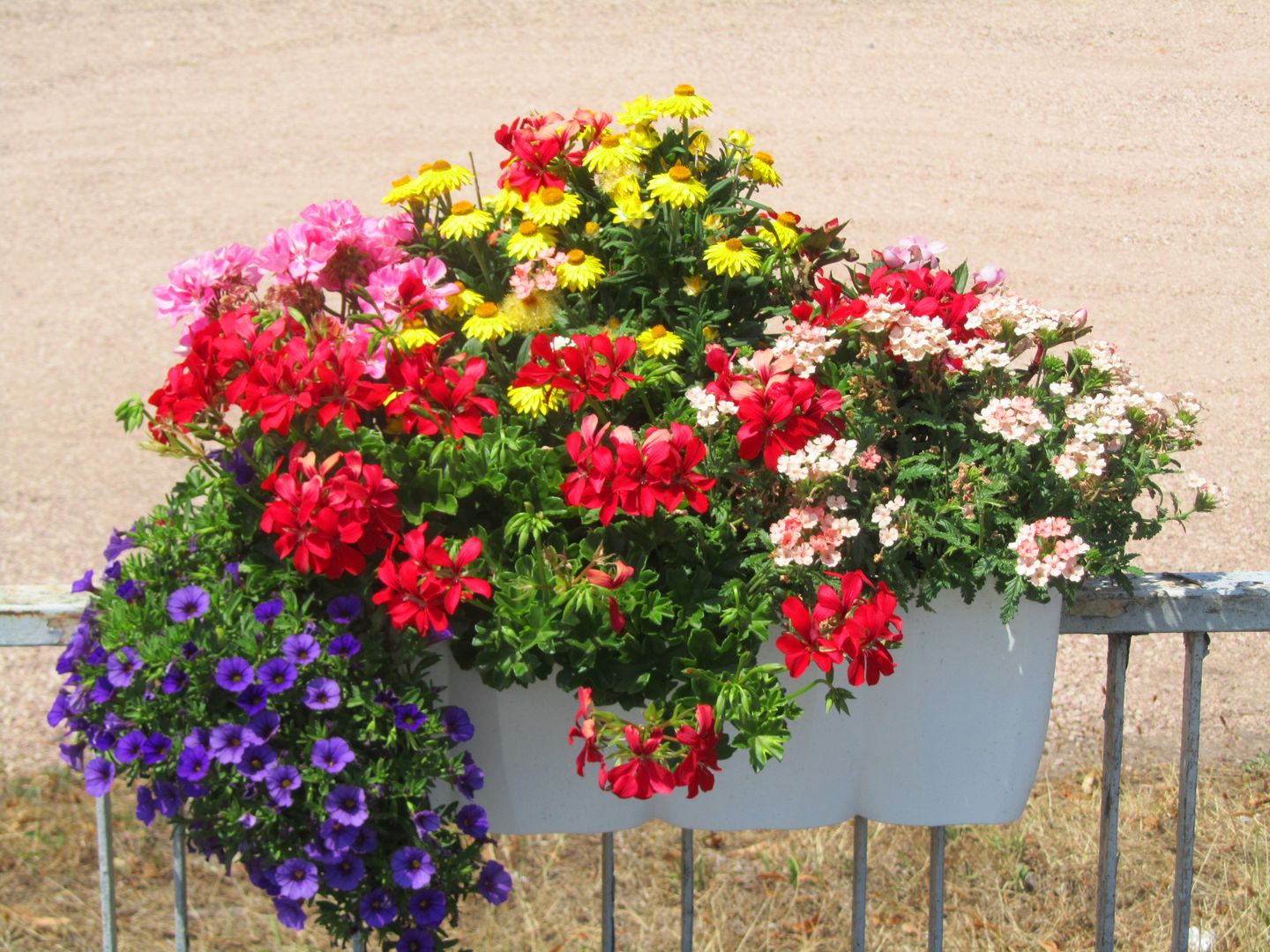 Sommer Balkonpflanzen blühen den ganzen Sommer und Herbst. Sie werden von April bis Juni gepflanzt. Harro's Pflanzenwelt Balkon, Veranda & Terrasse im Landhausstil Pflanzen und Blumen