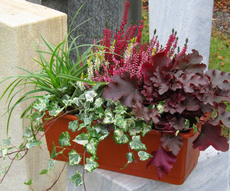 Balkonpflanzen, Harro's Pflanzenwelt Harro's Pflanzenwelt Country style balcony, porch & terrace Plants & flowers