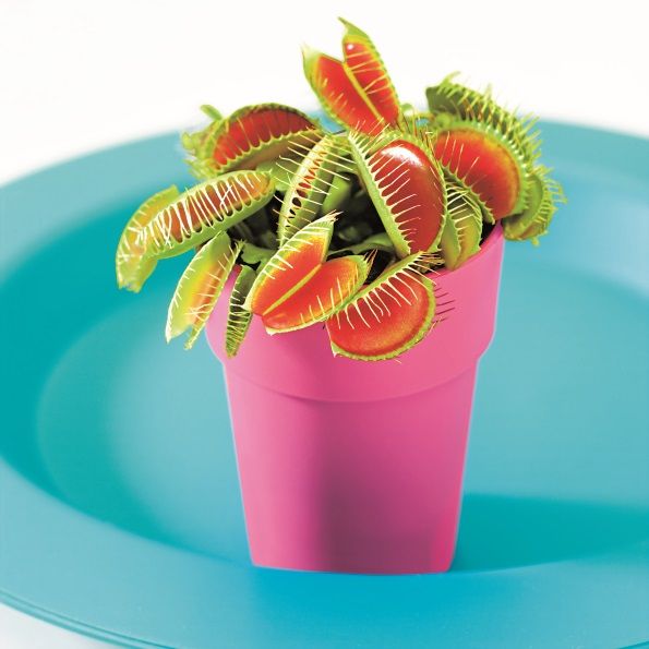 Venus Flytrap, Bakker.com Bakker.com Vườn phong cách hiện đại