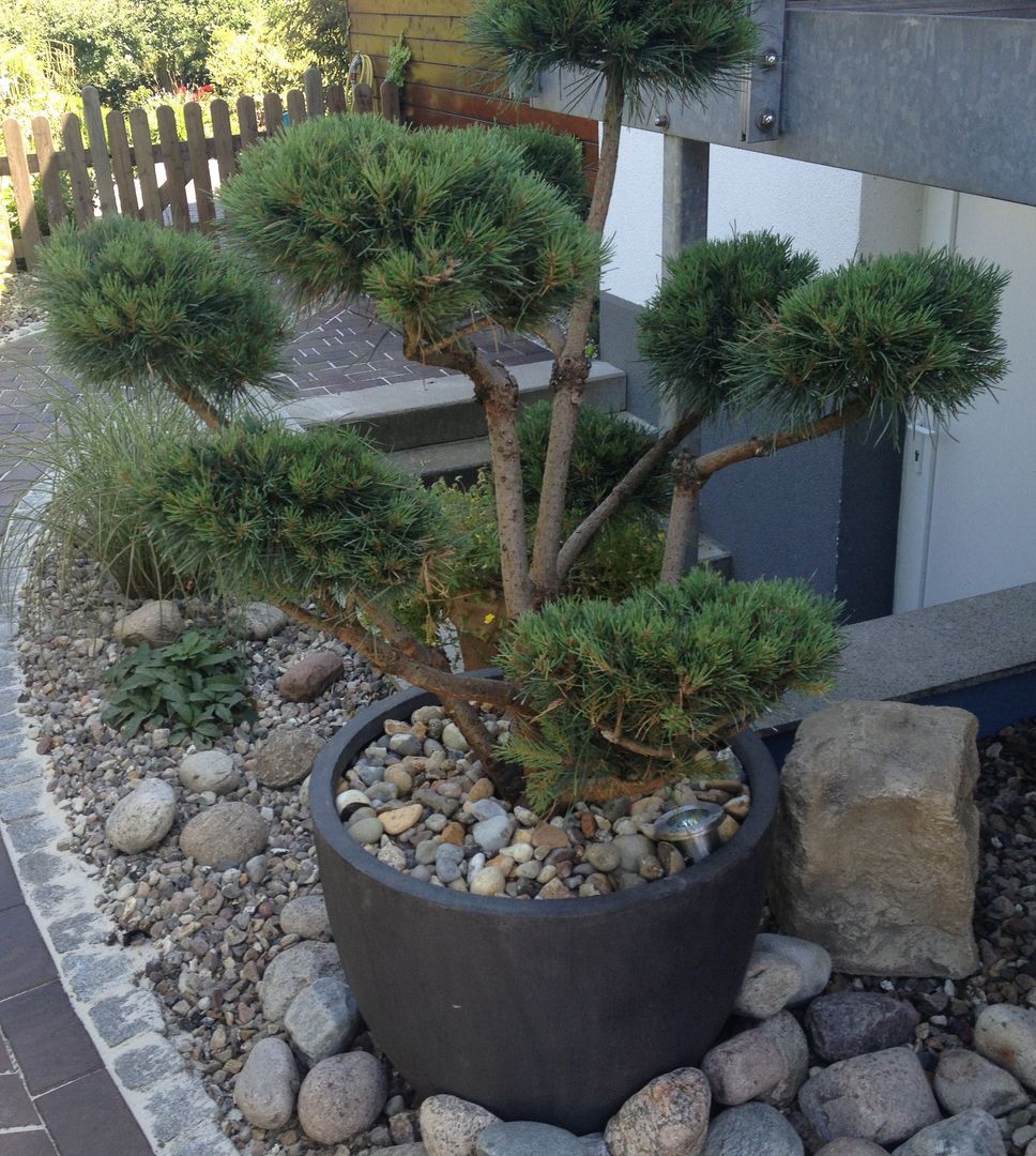 Gartenbonsai, Oswald Gärten Oswald Gärten 바위 정원