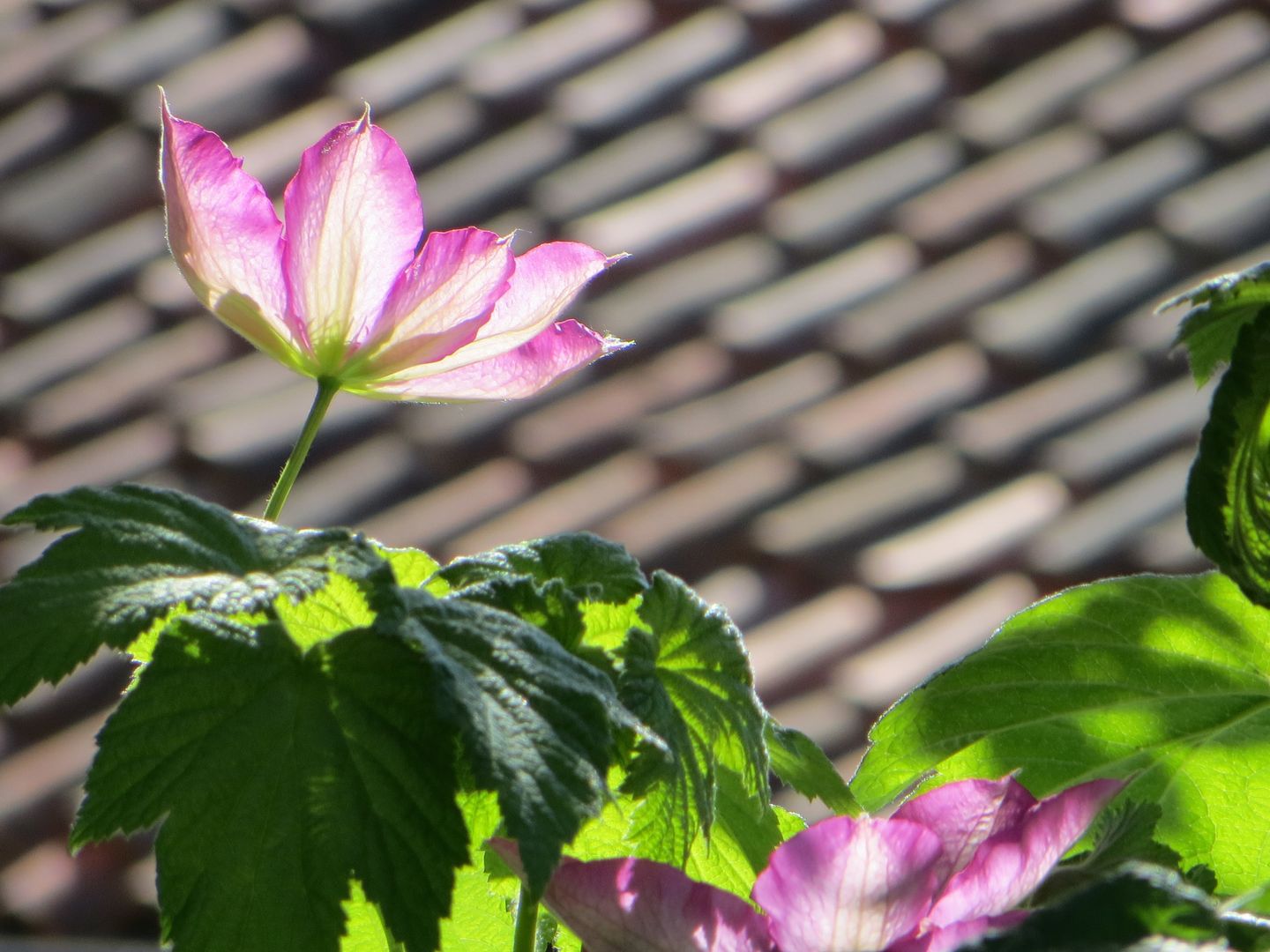 Fiori estivi quali piantare  Fiori da vaso e da balcone per l'estate -  Donna Moderna