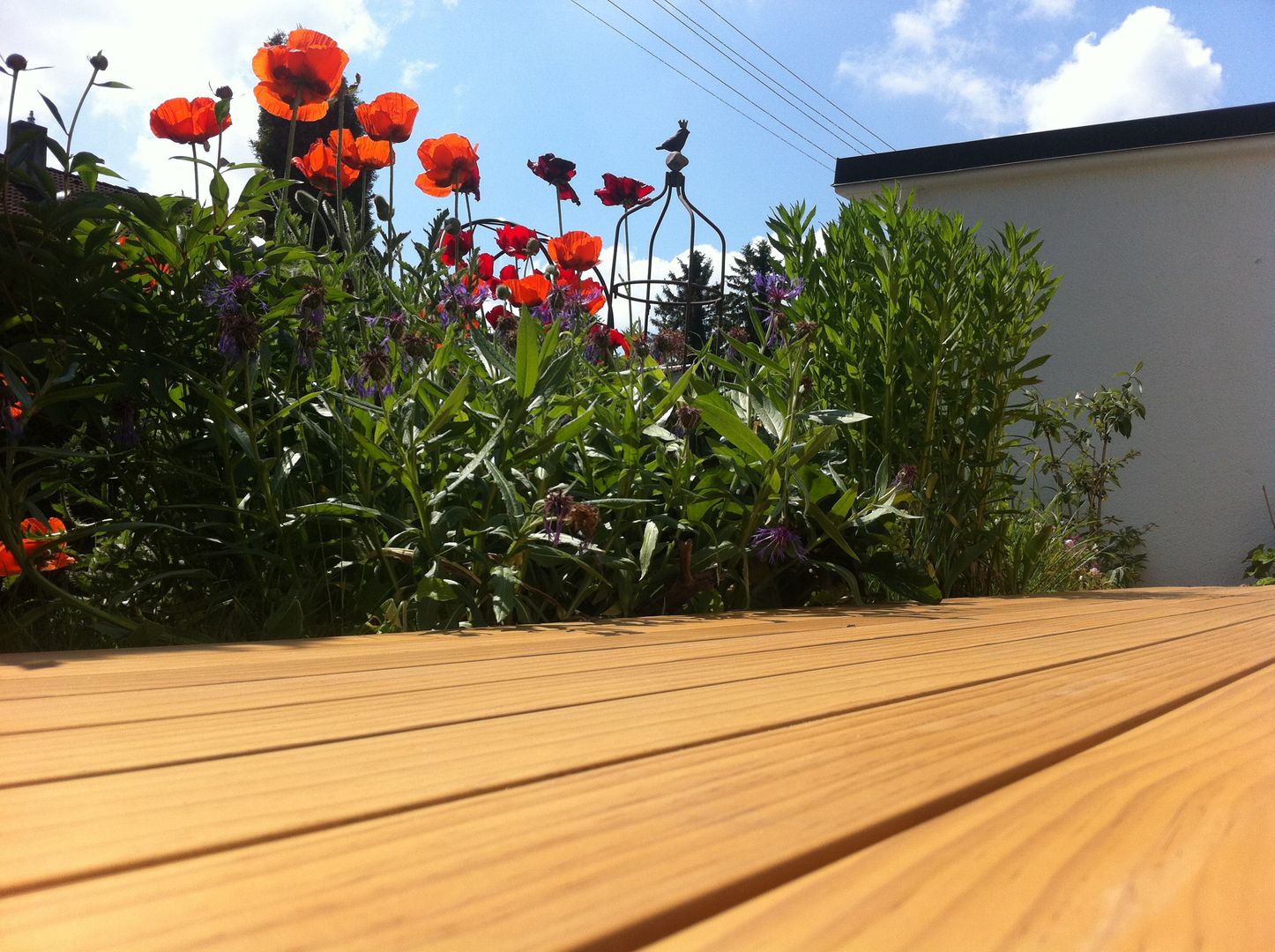 Holzterrassen mit Clip verdeckt montiert, BS - Holzdesign BS - Holzdesign Garden