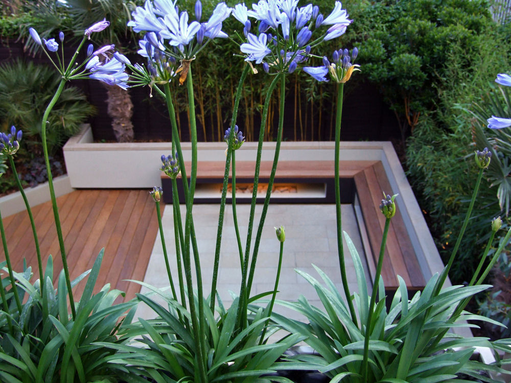 Garden viewed from roof terrace with Agapanthus flowers MyLandscapes حديقة agapanthus,roof,terrace,garden,planters,sandstone,paving,hardwood,decking,london,contemporary