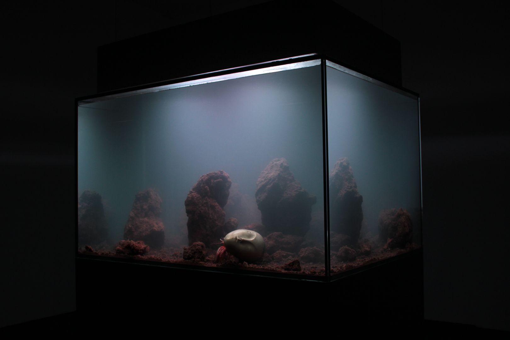 Odd yet extremly beautiful, Aquarium Architecture Aquarium Architecture مساحات تجارية متاحف