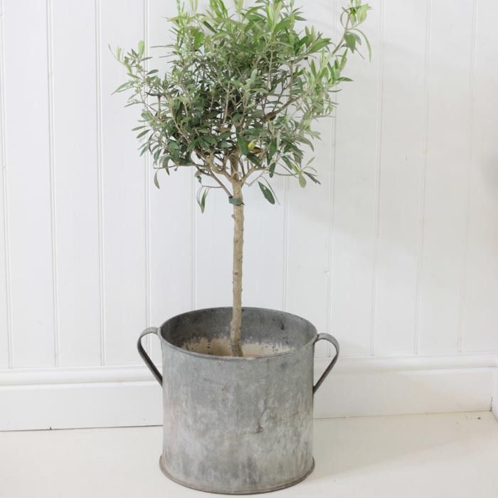 Galvanised metal plant pot Loop the Loop حديقة ديكورات واكسسوارات