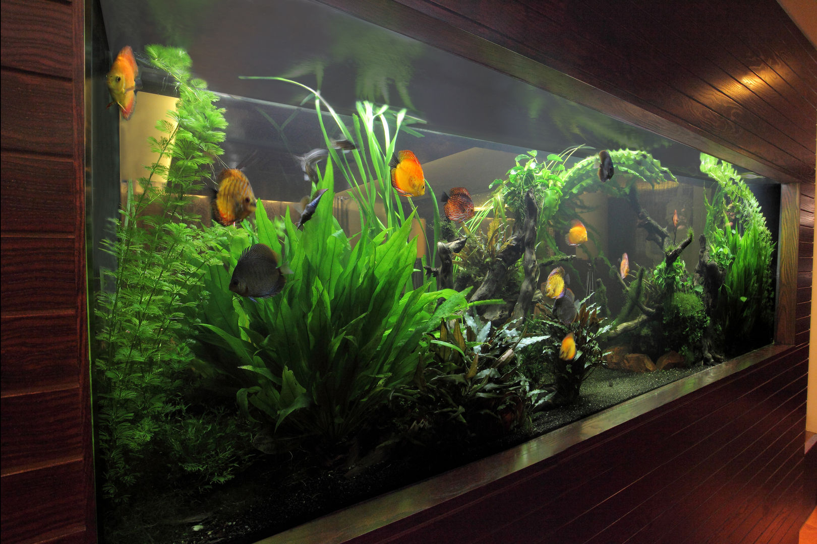 Exotic Thai Restaurant, Aquarium Architecture Aquarium Architecture Коммерческие помещения Ресторации