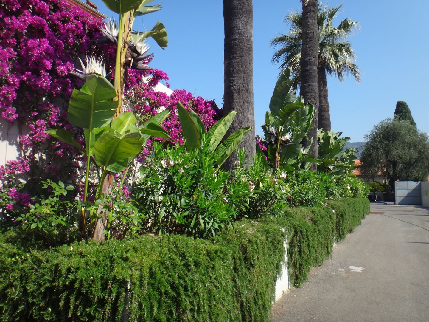 Paysagiste Saint Jean Cap Ferrat, Nelumbo Nelumbo Akdeniz Bahçe