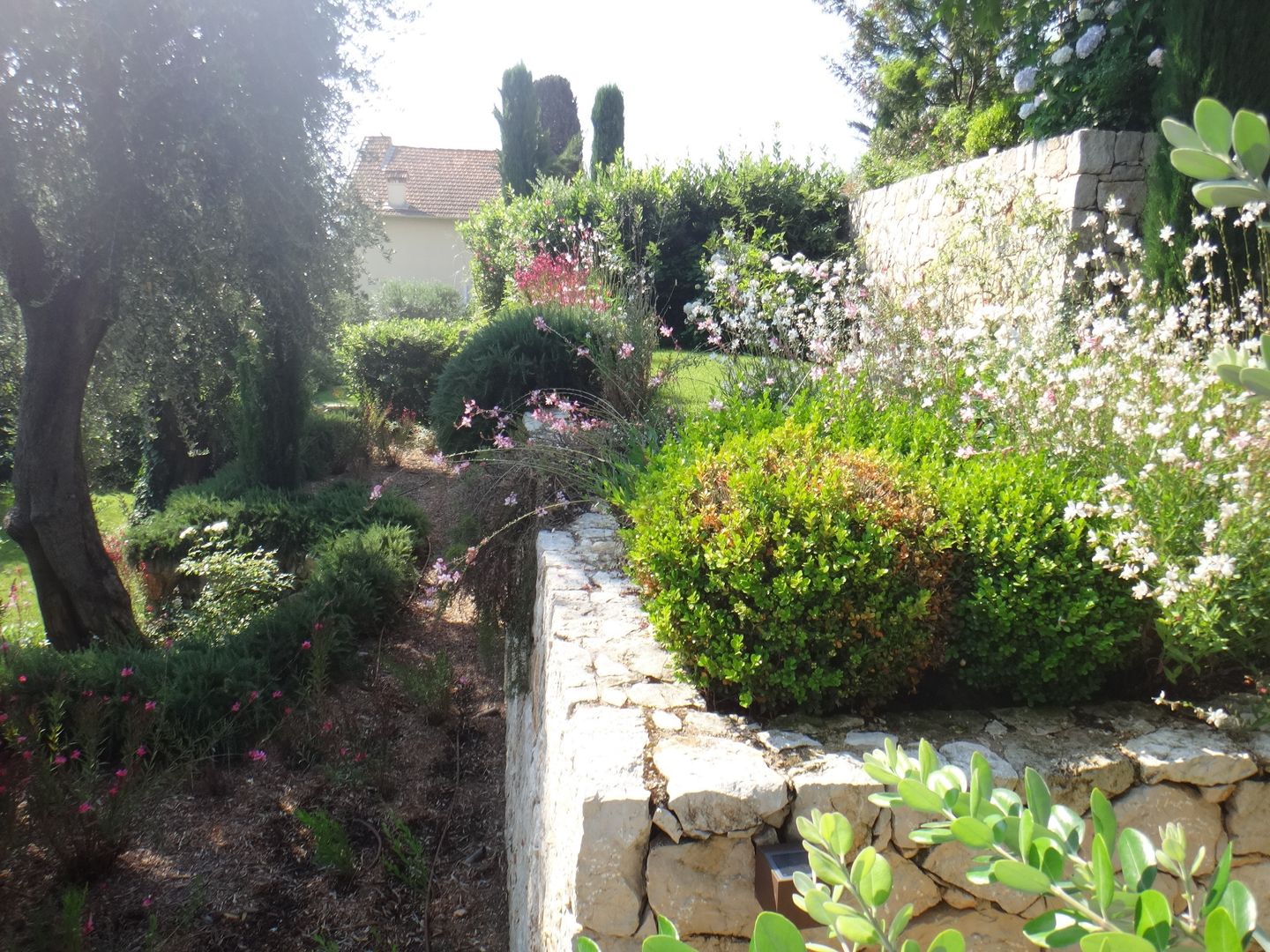 Paysagiste Saint Jean Cap Ferrat, Nelumbo Nelumbo Mediterranean style garden