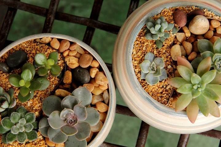 Mini-Jardins , Luiza Soares - Paisagismo Luiza Soares - Paisagismo Jardins minimalistas Potes vasos