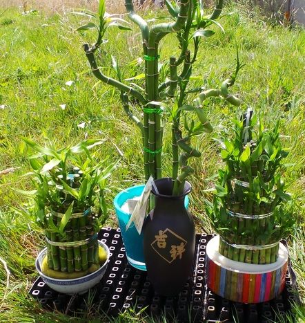 Lucky Bamboo - Feng Shui for the home! Perfect Plants Ltd Giardino interno Paesaggio d'interni