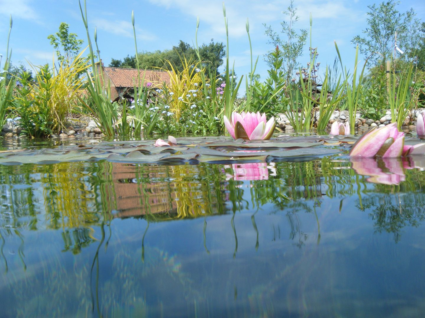 BIOTOP - The Garden of Eden, BIOTOP Landschaftsgestaltung GmbH BIOTOP Landschaftsgestaltung GmbH Classic style garden Swim baths & ponds