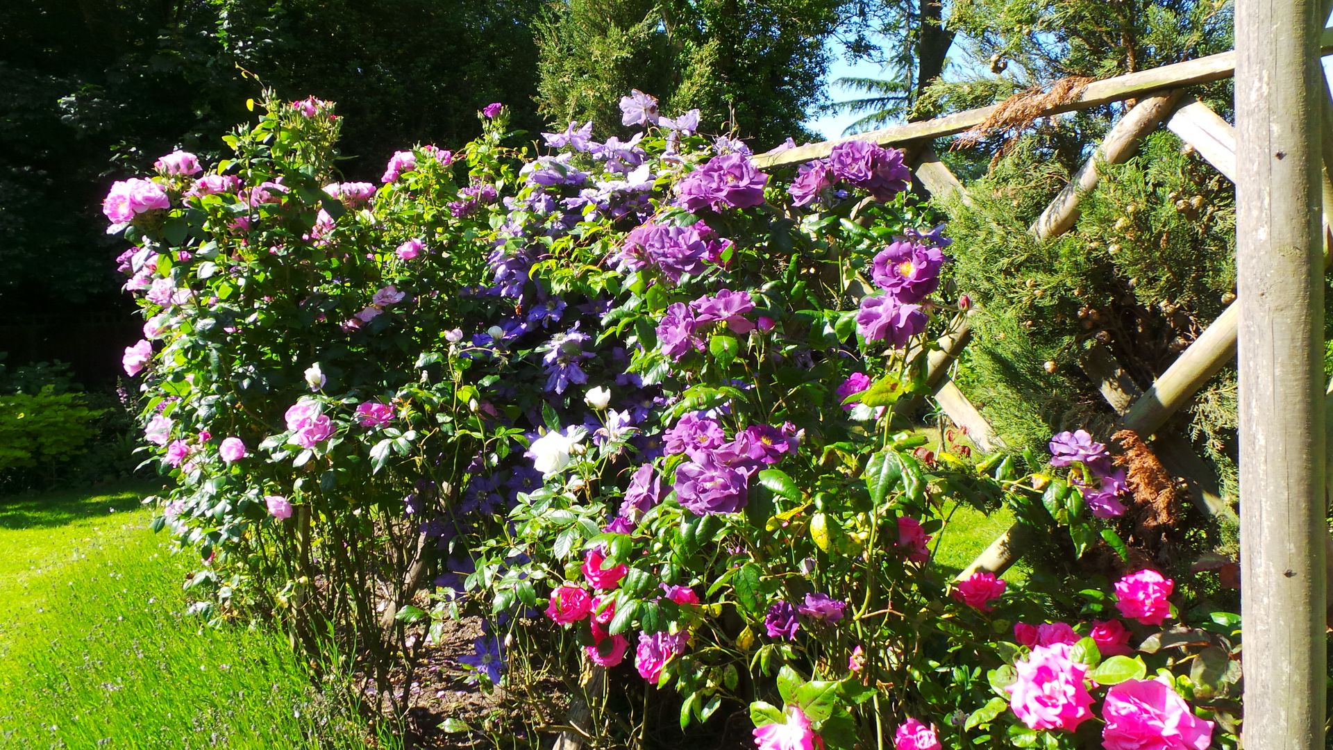 Find a place in your garden for climbers - they will reward you with a wonderful show Perfect Plants Ltd Garden