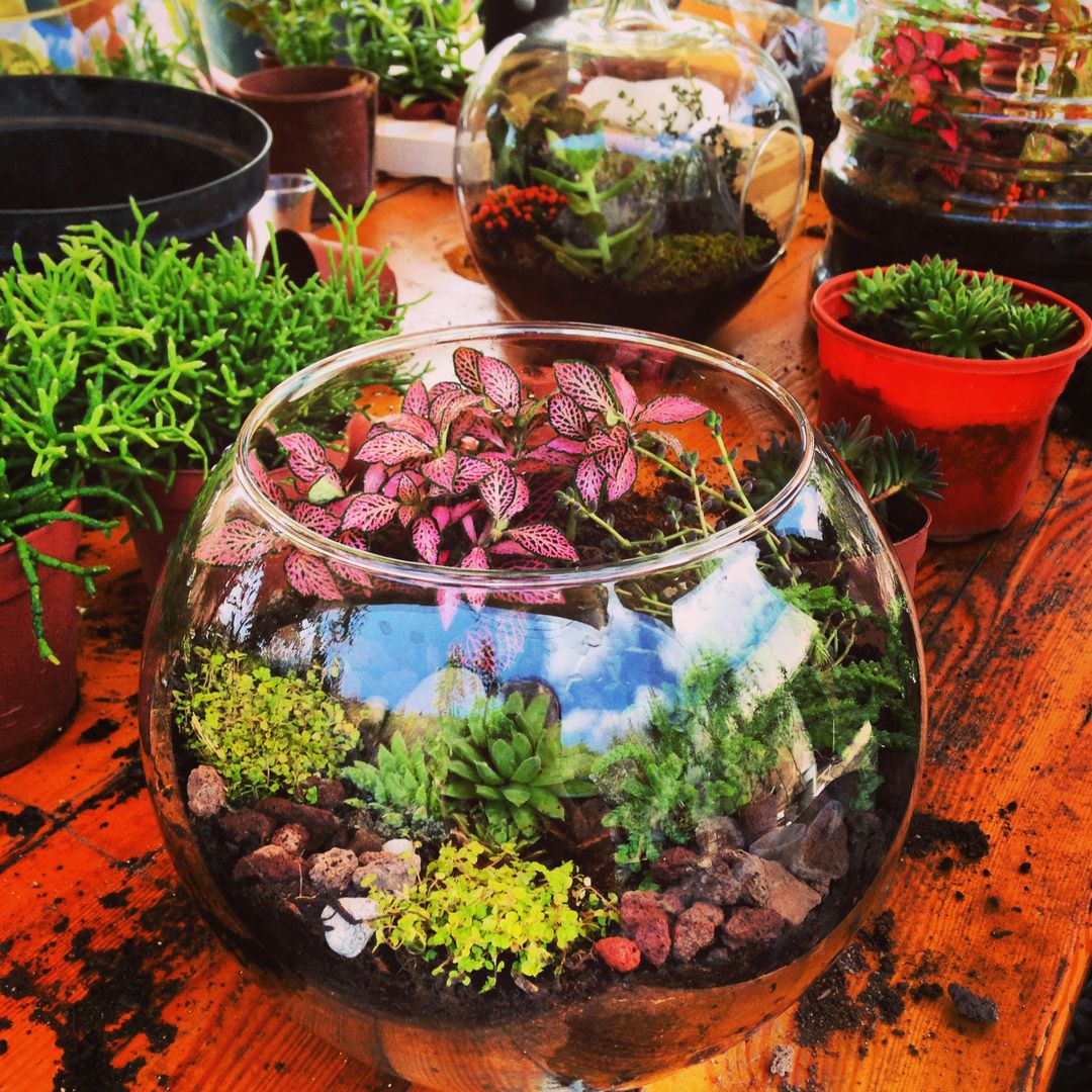 Terrariums, Ece Botanik Ece Botanik Espacios