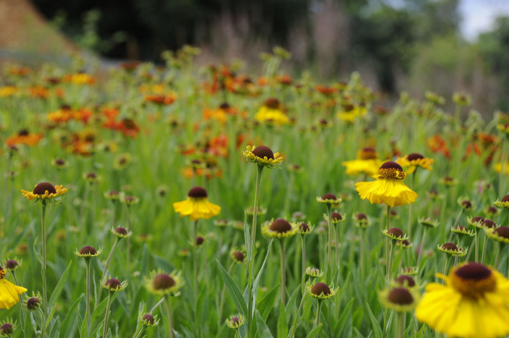 Surrey contemporary country garden, Arthur Road Landscapes Arthur Road Landscapes Taman Modern