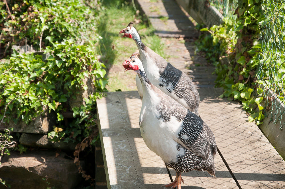 Cotes Mill - Gunieafowl Floors of Stone Ltd Jardines rústicos