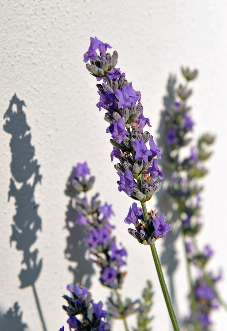 Lavendel +grün GmbH Mediterraner Balkon, Veranda & Terrasse Blume,Anlage,Lila,Violett,Blütenblatt,Krautige Pflanze,Blühende Pflanze,Einjährige Pflanze,Halbstrauch,Landpflanze