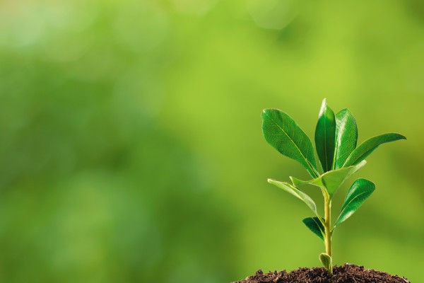 I nostri servizi di manutenzione: CONCIMAZIONI DEL PRATO. Dal Ben Giardini Giardino