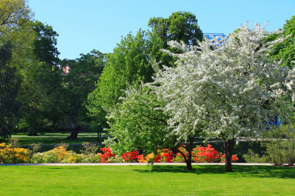 I nostri servizi di manutenzione: TRATTAMENTI FITOSANITARI. Dal Ben Giardini Giardino