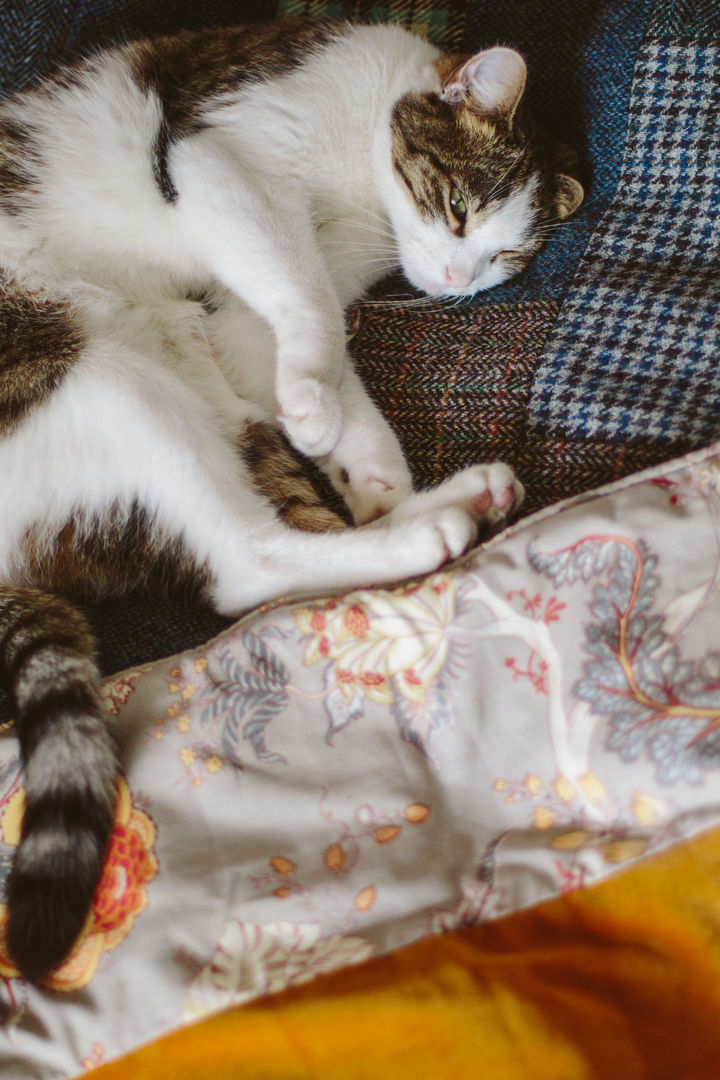 Rufus the cat modelling quilts! Quilts by Lisa Watson Habitaciones de estilo ecléctico Textiles