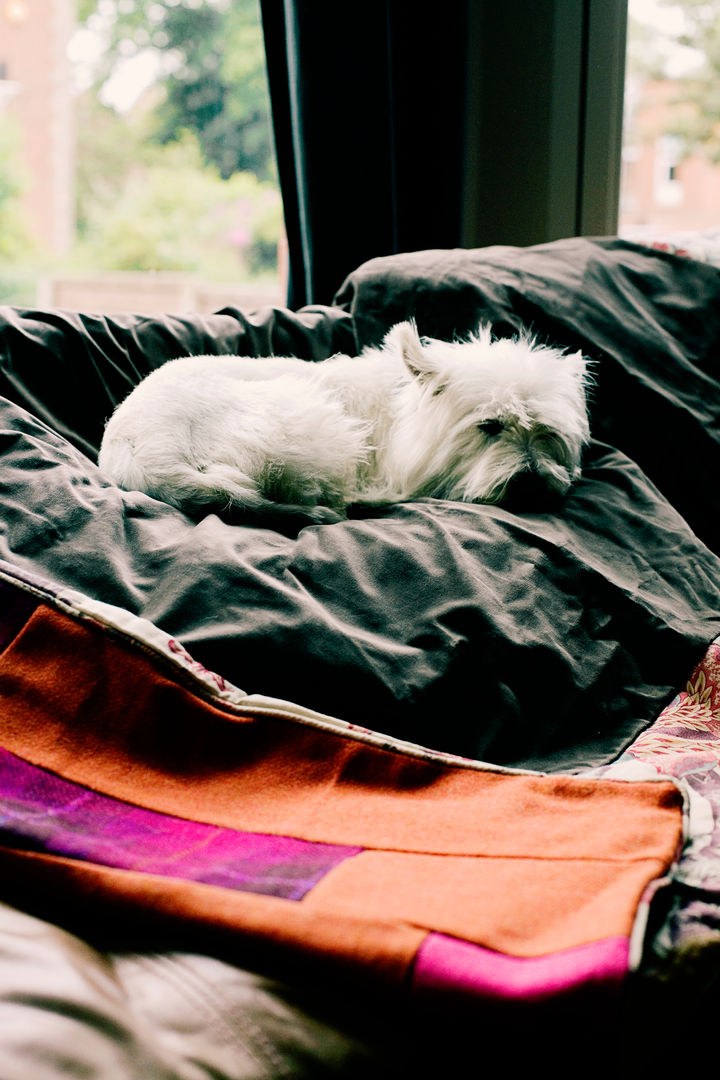 Rosa the dog keeps cosy on a quilt! Quilts by Lisa Watson Dormitorios eclécticos Textiles