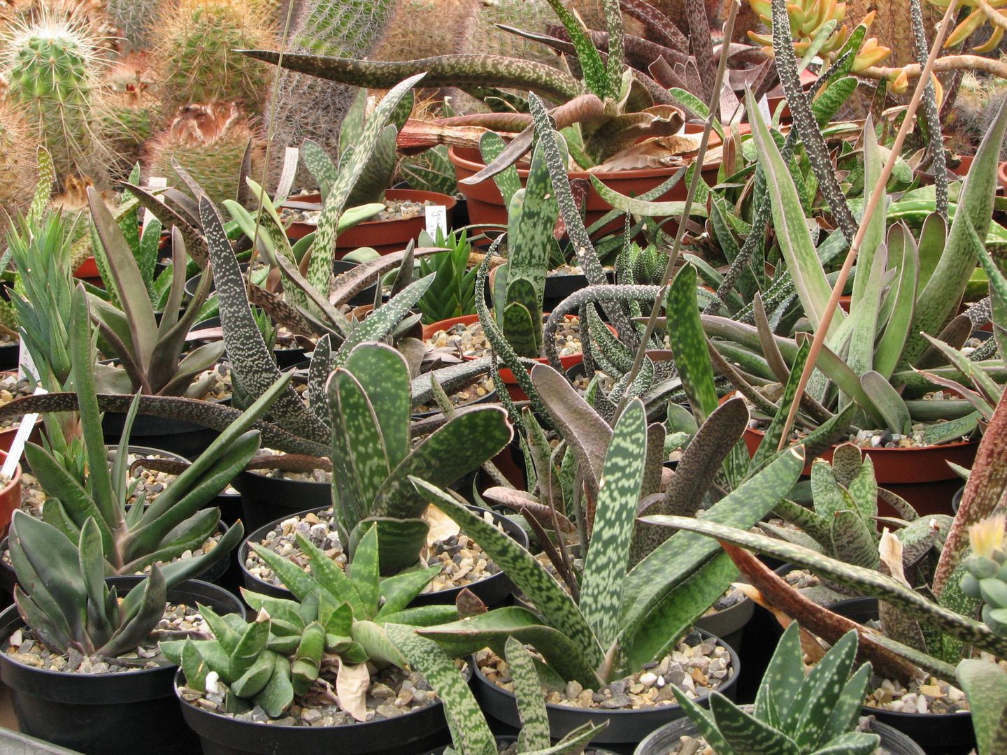 homify Balcones y terrazas mediterráneos Plantas y flores