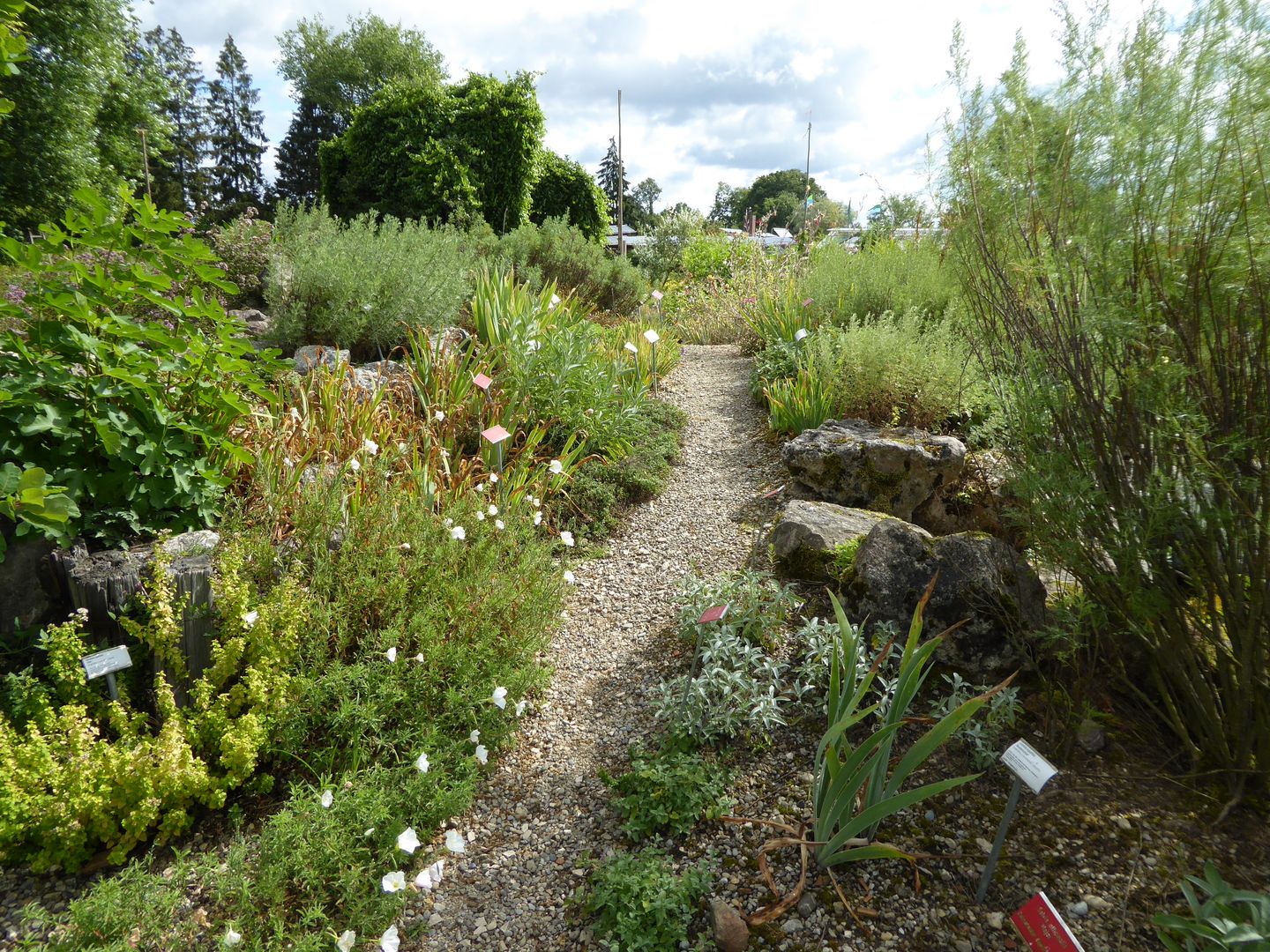 Mediterraner Dufthügel, Staudengärtnerei Gaissmayer Staudengärtnerei Gaissmayer Mediterraner Garten