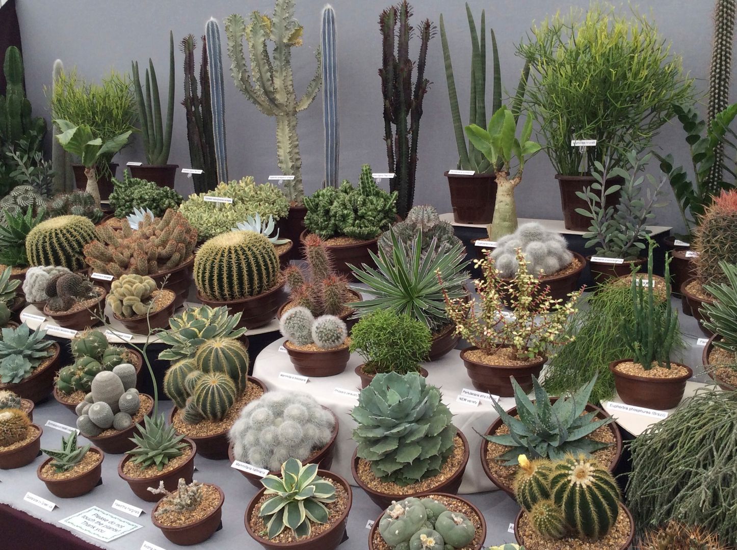 Cacti, Craig House Cacti Craig House Cacti حديقة أسوار وجدران