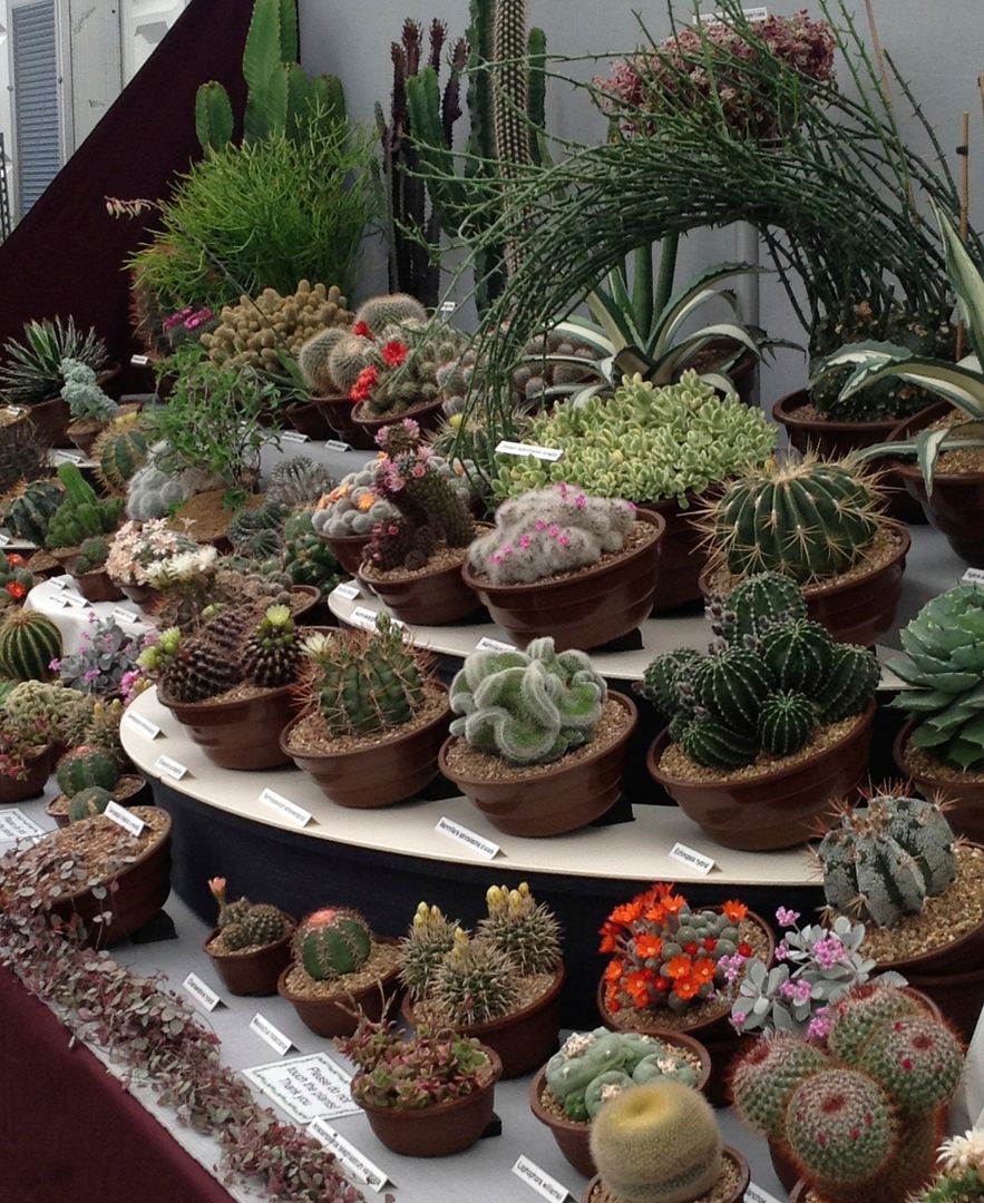 Cacti, Craig House Cacti Craig House Cacti Jardin classique Fleurs & Plantes