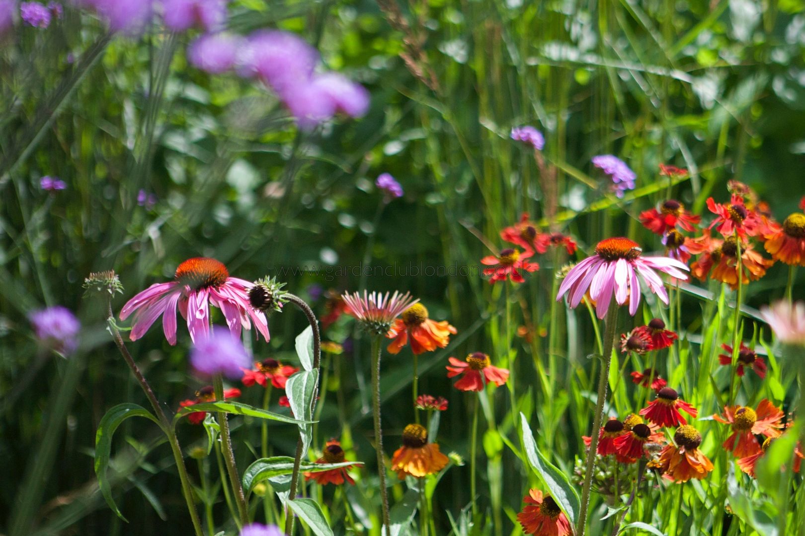 homify Jardins campestres Plantas e flores