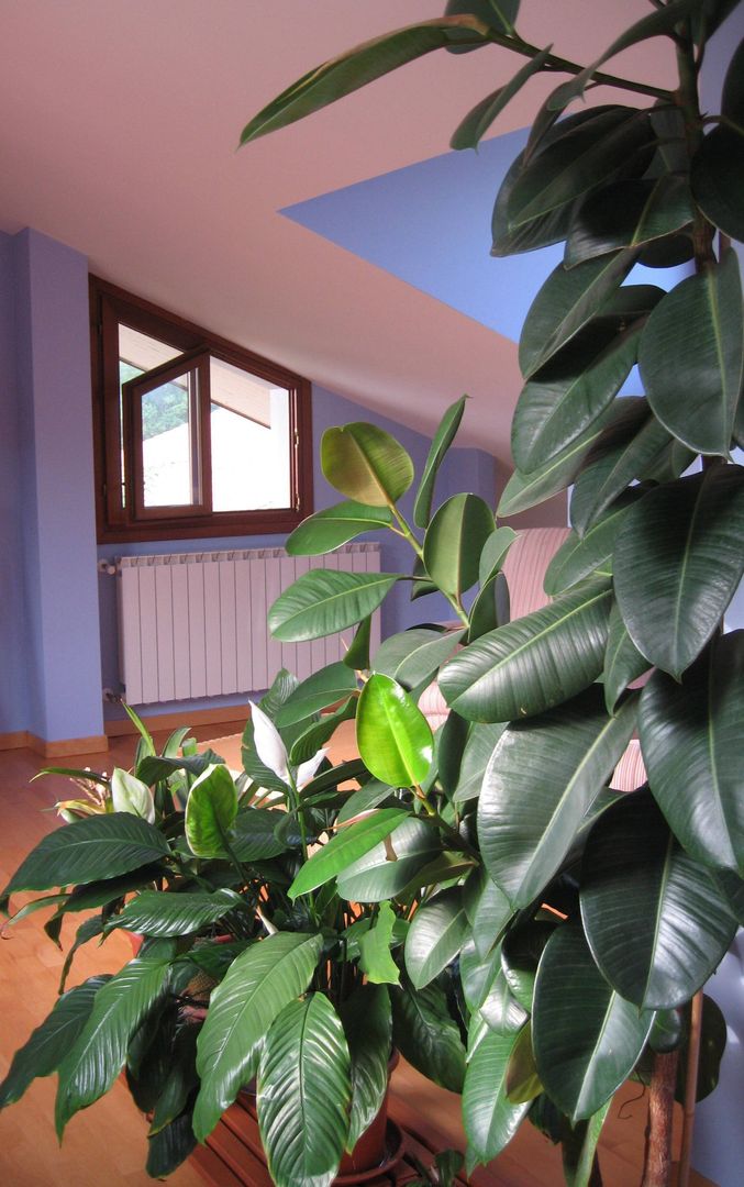 Foto piante d'interno, Tiziano Codiferro - Master Gardener Tiziano Codiferro - Master Gardener Ruang Studi/Kantor Klasik