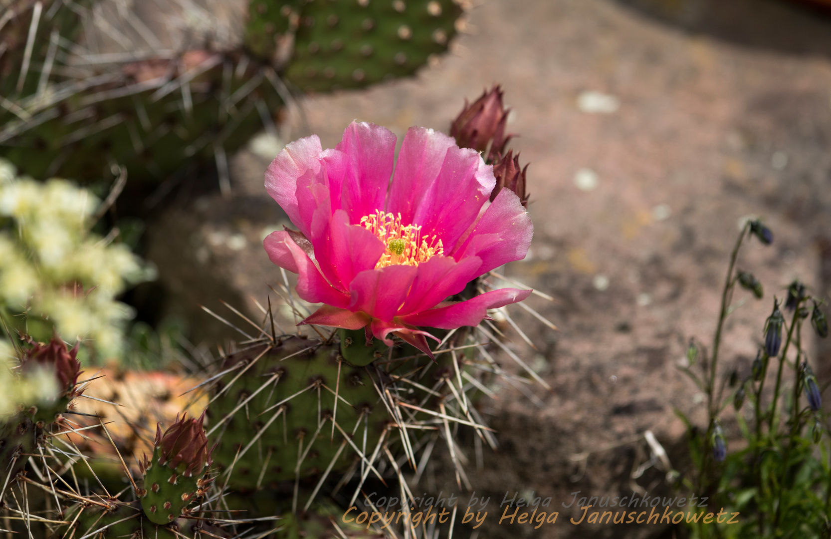 Opuntia polyacantha fa. homify Mediterraner Garten