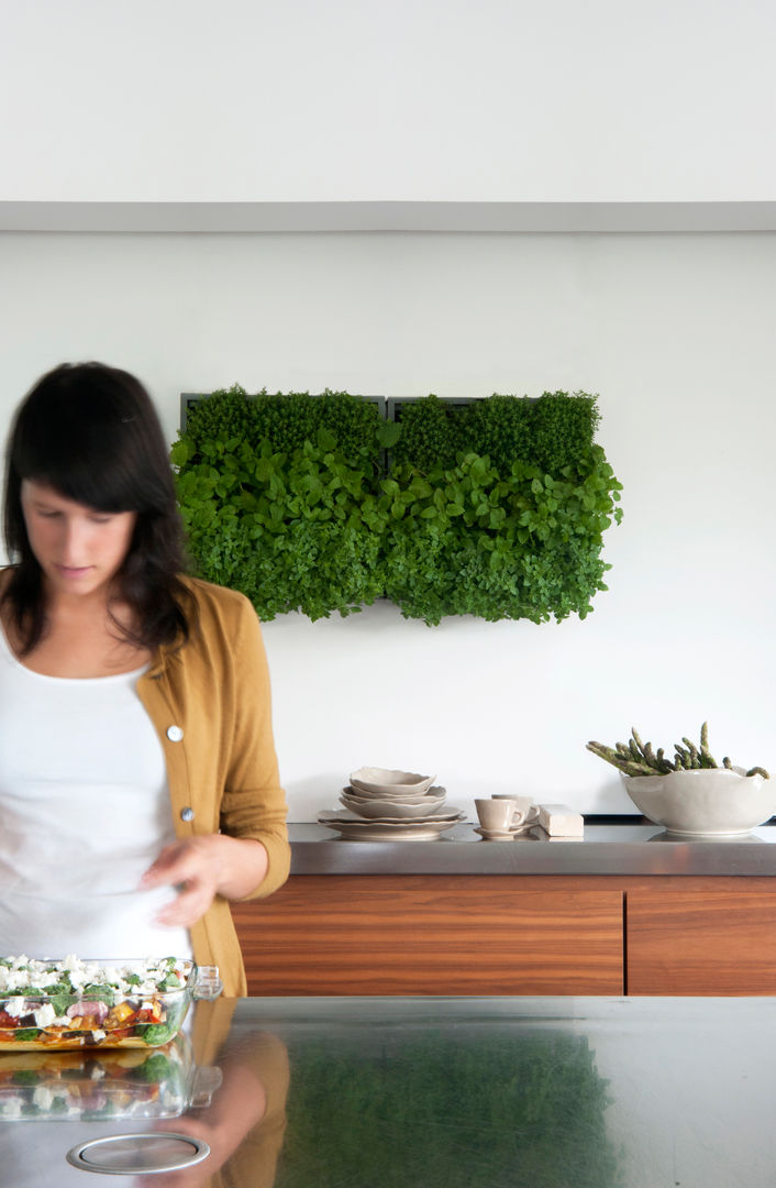 Vertikale Gärten zur Wandbegrünung, Greenbop Greenbop Giardino interno Paesaggio d'interni