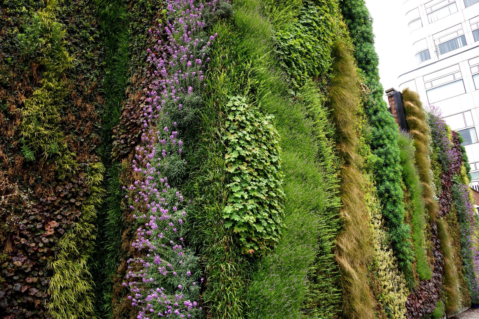 Close up of our living wall at Edgware Road Tube Station Biotecture جدران و أرضيات أغطية الجدران والأرضيات