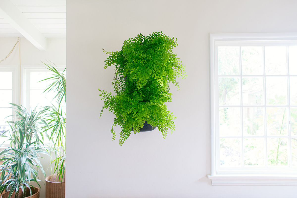 NEW Living Wall Planter, Woolly Pocket Woolly Pocket