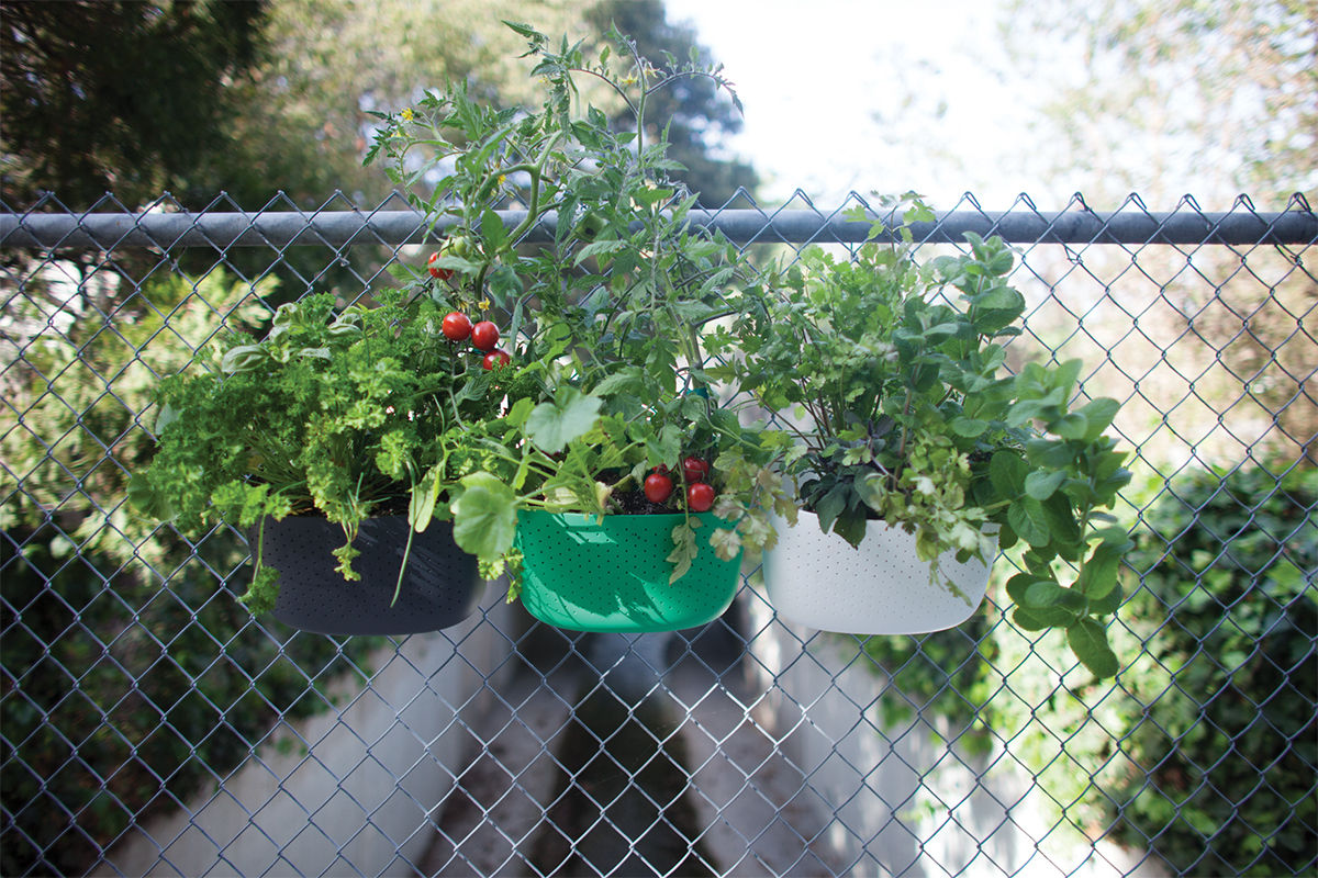 NEW Living Wall Planter, Woolly Pocket Woolly Pocket