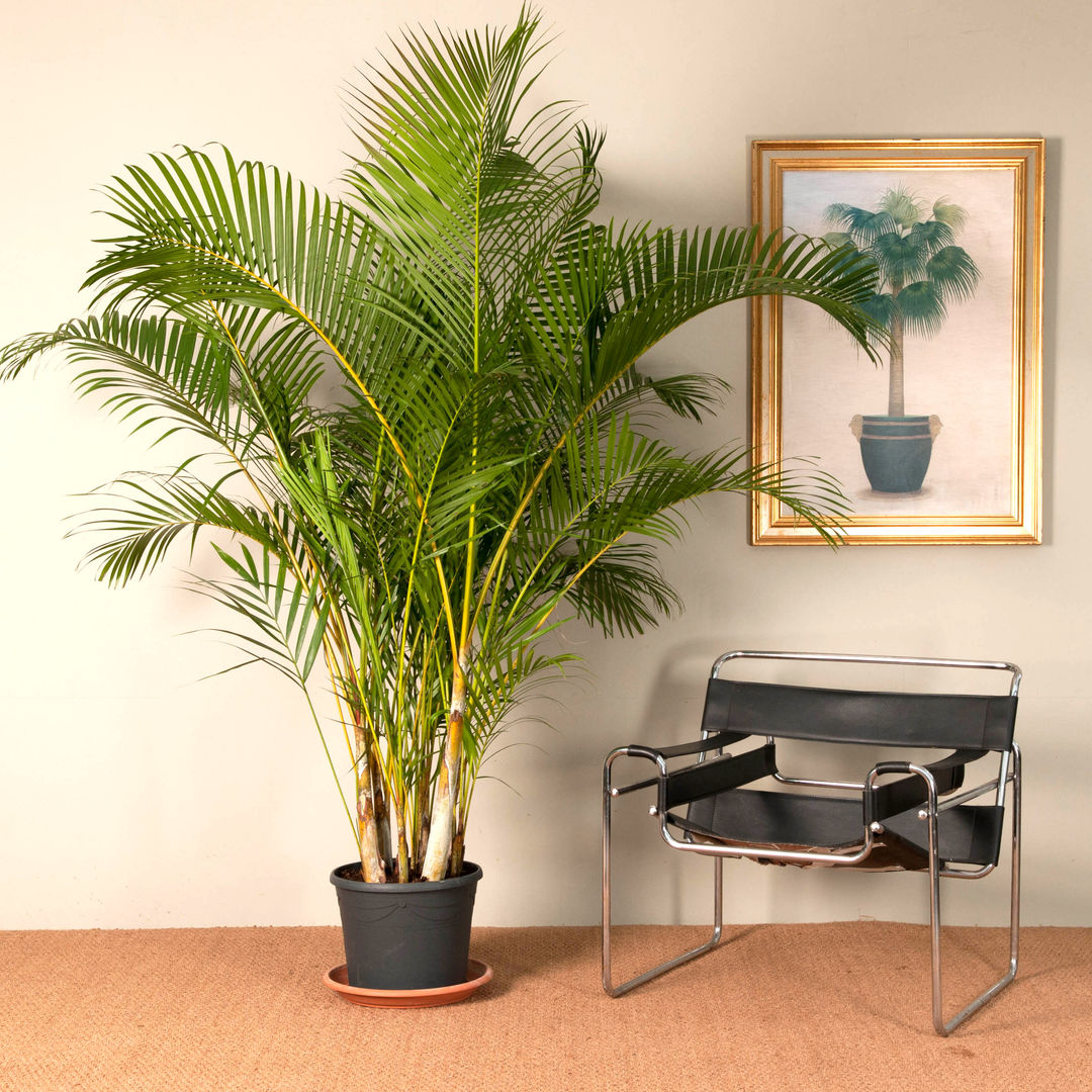 Butterfly Palm Tree (Dypsis lutescens) homify Сад Рослини та квіти