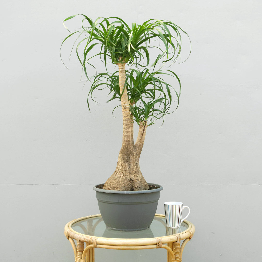 Ponytail Tail Palm (Beaucarnea recurvata) homify Egzotyczny ogród Rośliny i kwiaty