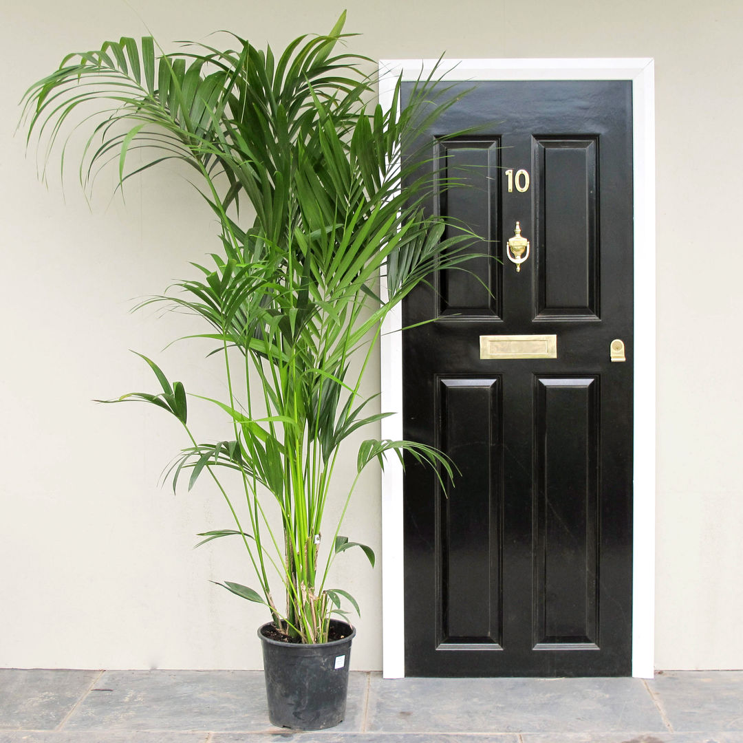 Kentia Palm (Howea forsteriana) homify حديقة Plants & flowers