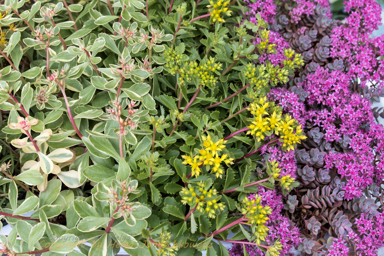 Sedum Züchtungen homify Mediterraner Garten Pflanzen und Blumen