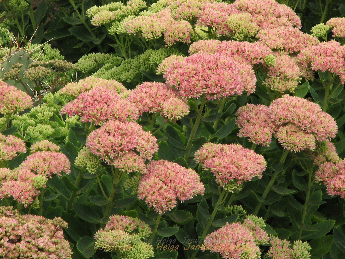 homify Jardin méditerranéen Fleurs & Plantes