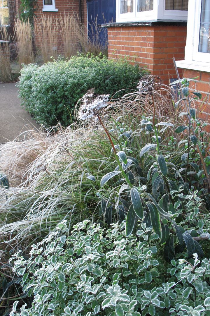 winter interest plants Fenton Roberts Garden Design 모던스타일 정원 식물 & 꽃