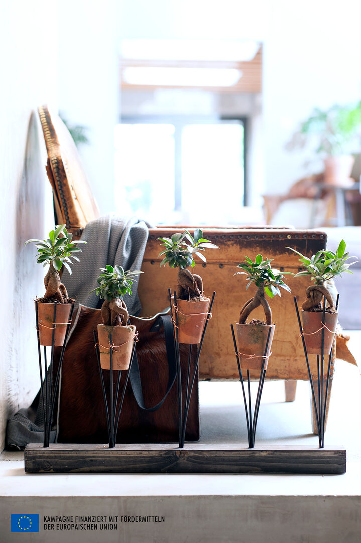 Der Ficus Ginseng – Zimmerpflanze des Monats Juli, Pflanzenfreude.de Pflanzenfreude.de Jardin intérieur Paysagisme d'intérieur