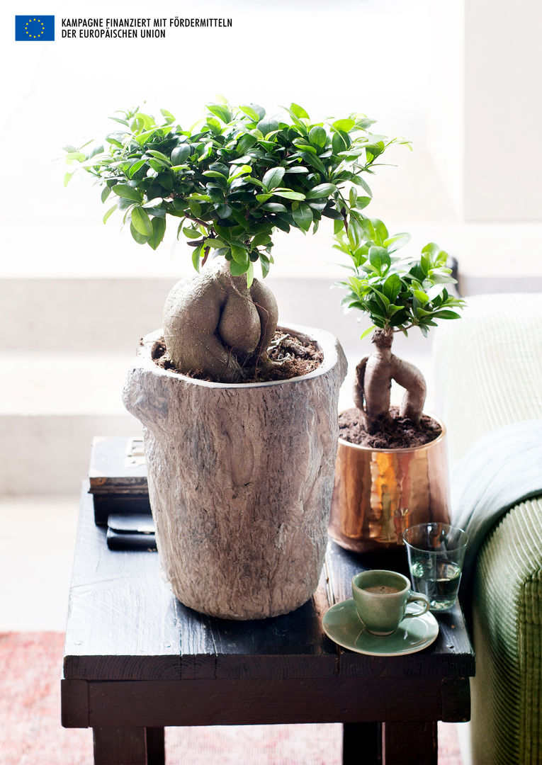 Der Ficus Ginseng – Zimmerpflanze des Monats Juli, Pflanzenfreude.de Pflanzenfreude.de Taman interior Interior landscaping