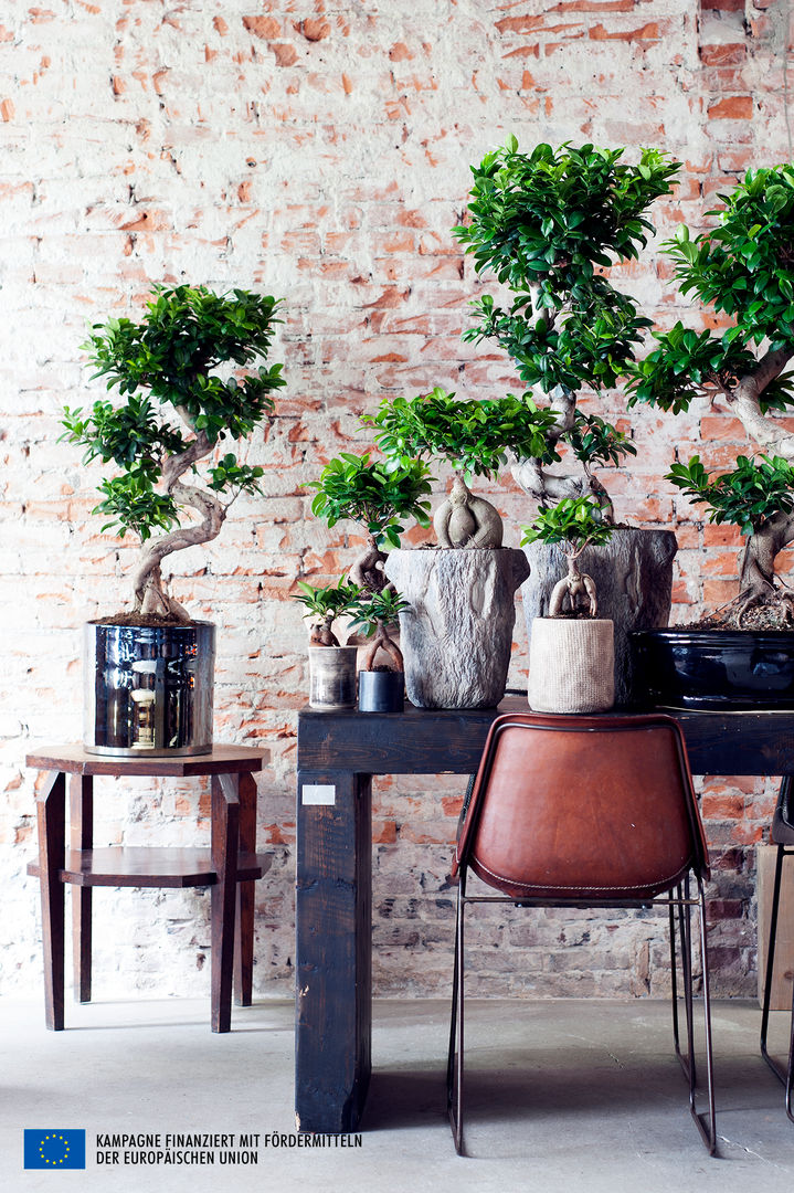 Der Ficus Ginseng – Zimmerpflanze des Monats Juli, Pflanzenfreude.de Pflanzenfreude.de Jardín interior Paisajismo de interiores