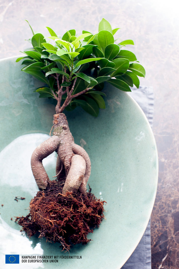 Der Ficus Ginseng – Zimmerpflanze des Monats Juli, Pflanzenfreude.de Pflanzenfreude.de Vườn nội thất Interior landscaping