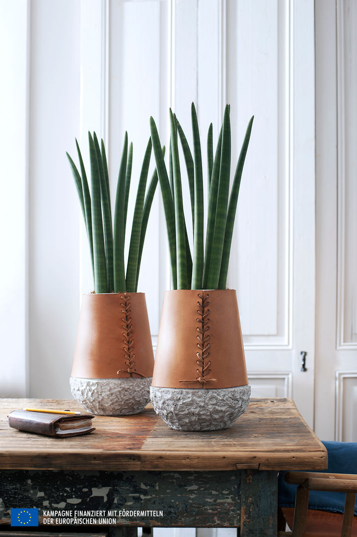 Der Bogenhanf – Zimmerpflanze des Monats August, Pflanzenfreude.de Pflanzenfreude.de Interior garden Interior landscaping